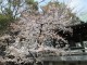 桜も見つけました！！